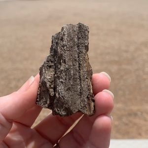 New Mexico Petrified Wood • Ancient Trees • Ancient Petrified Wood